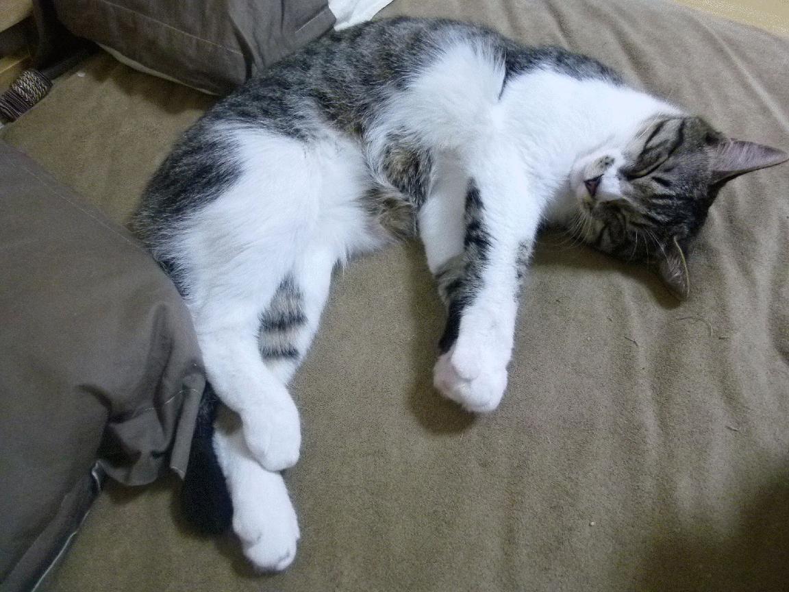 _世界冬季运动会:冰雪奇迹的竞技盛宴_,冬季冰雪滑冰运动会